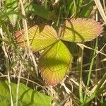 Fragaria viridisLeaf