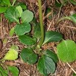 Moneses uniflora Leaf