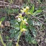 Ophrys fusca Lorea