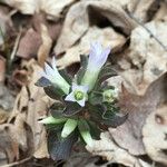 Obolaria virginica Fiore