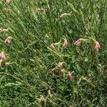 Oenothera suffrutescens Folha