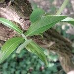 Lonicera maackii Feuille