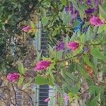 Salvia involucrata Flor