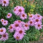 Symphyotrichum novae-angliae Blüte