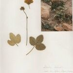 Potentilla argyrophylla ᱮᱴᱟᱜ