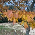 Zelkova serrata Folla