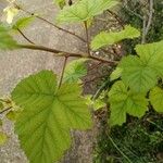 Rubus deliciosus Foglia