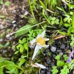 Sanguinaria canadensis Květ
