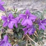 Campanula portenschlagianaFlower