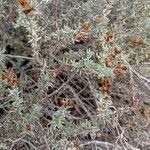 Frankenia corymbosa Hoja