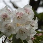 Rhododendron morii Blüte