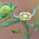 Grangea maderaspatana Fruit