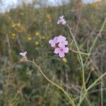 Erucaria hispanica Flor