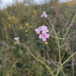 Erucaria hispanica Flower