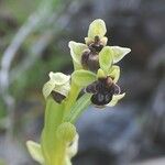 Ophrys bombyliflora 花