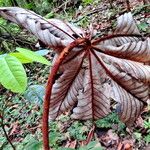 Cecropia schreberiana Hoja