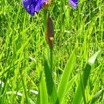 Iris setosa 整株植物