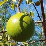 Strychnos spinosa Frucht