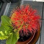 Scadoxus multiflorus 花