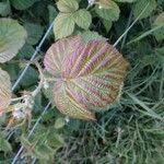 Rubus ferus Folha