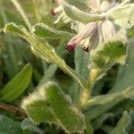 Nonea vesicaria Flor