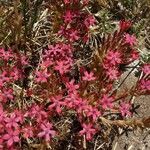 Pistorinia hispanica Flower