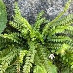 Asplenium viride برگ