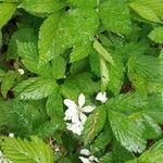 Rubus flagellaris ഇല