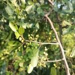 Searsia natalensis Fruit