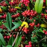 Cotoneaster salicifoliusFoglia