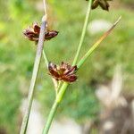 Juncus articulatus 花