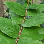 Hypericum androsaemum Blad