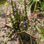 Striga gesnerioides Buveinė