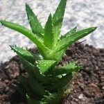 Aloe juvenna Leaf