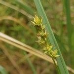 Carex spicata Φρούτο