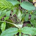 Melianthus major 樹皮