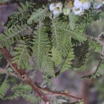 Chamaebatiaria millefolium Leaf