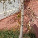 Salix × pendulina বাকল