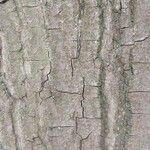 Quercus coccinea Bark