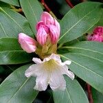 Rhododendron fortunei