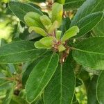 Arbutus xalapensis Blad