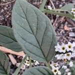 Heliotropium europaeum Leaf