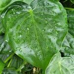 Alocasia cucullata Leaf