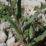 Camelina microcarpa Foglia