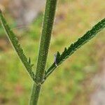 Verbena bonariensis Kabuk