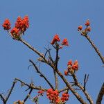Erythrina abyssinica Flower