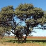 Vachellia erioloba Hábito