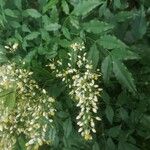 Nandina domesticaFlower