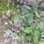 Salvia verticillataFlower