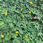 Arachis pintoi List